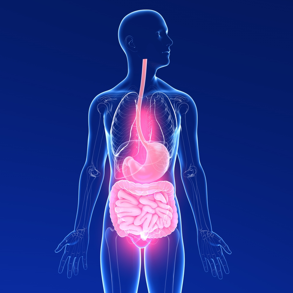 Transparent,3d,Illustration,Of,The,Digestive,System,Of,A,Man